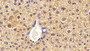 DAB staining on IHC-P; Samples: Mouse Liver Tissue; Primary Ab: 10μg/ml Rabbit Anti-Mouse a2PI Antibody Second Ab: 2µg/mL HRP-Linked Caprine Anti-Rabbit IgG Polyclonal Antibody