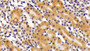 DAB staining on IHC-P. Samples: Mouse Tissue)
