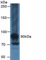 Western Blot; Sample: Human Liver Tissue.