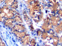 DAB staining on IHC-P; Samples: Porcine Stomach Tissue;  Primary Ab: 10µg/ml Rabbit Anti-Porcine aFP