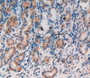 DAB staining on IHC-P; Samples: Human Stomach Tissue)