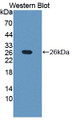 Western Blot; Sample: Recombinant protein.