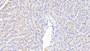 DAB staining on IHC-P; Samples: Bovine Liver Tissue;  Primary Ab: 20μg/ml Rabbit Anti-Bovine aFP Antibody Second Ab: 2µg/mL HRP-Linked Caprine Anti-Rabbit IgG Polyclonal Antibody 