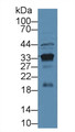 Western Blot; Sample: Mouse Kidney lysate; ;Primary Ab: 3µg/ml Rabbit Anti-Mouse KLK3 Antibody;Second Ab: 0.2µg/mL HRP-Linked Caprine Anti-Rabbit IgG Polyclonal Antibody;