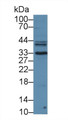 Western Blot; Sample: Mouse Liver lysate; ;Primary Ab: 3µg/ml Rabbit Anti-Mouse KLK3 Antibody;Second Ab: 0.2µg/mL HRP-Linked Caprine Anti-Rabbit IgG Polyclonal Antibody;