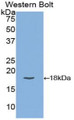 Western Blot; Sample: Recombinant protein.