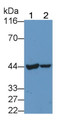 Western Blot; Sample: Lane1: HepG2 cell lysate; Lane2: Hela cell lysate; Primary Ab: 0.3µg/ml Rabbit Anti-Human CEA Antibody; Second Ab: 0.2µg/mL HRP-Linked Caprine Anti-Rabbit IgG Polyclonal Antibody;