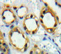 Used in DAB staining on fromalin fixed paraffin-embedded Kidney tissue