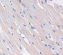 Vascular Endothelial Growth Factor C (Vegfc) Polyclonal Antibody, Cat#CAU28458