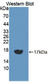 Western Blot; Sample: Recombinant protein.