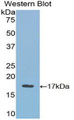 Western Blot; Sample: Recombinant protein.