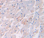 Vascular Endothelial Growth Factor B (Vegfb) Polyclonal Antibody, Cat#CAU28464