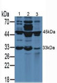 Western Blot; Sample. Lane1: Rat Breast Tissue; Lane2: Rat Placenta Tissue; Lane3: Rat Lung Tissue.