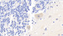 DAB staining on IHC-P; Samples: Porcine Cerebellum Tissue;  Primary Ab: 20μg/ml Rabbit Anti-Porcine VEGFA Antibody Second Ab: 2µg/mL HRP-Linked Caprine Anti-Rabbit IgG Polyclonal Antibody 