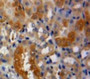 Used in DAB staining on fromalin fixed paraffin-embedded Kidney tissue