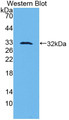 Western Blot; Sample: Recombinant protein.