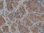 DAB staining on IHC-P; Samples: Human Stomach Tissue