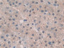 DAB staining on IHC-P; Samples: Human Liver Tissue;  Primary Ab: 20µg/ml Rabbit Anti-Human TPO Antib