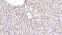 DABstainingonIHC-P.Samples:RatTissue)