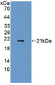 Western Blot; Sample: Recombinant ADIPoR2, Rat.