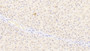 DAB staining on IHC-P. Samples: Human Tissue)