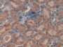 DAB staining on IHC-P; Samples: Mouse Kidney Tissue;  Primary Ab: 20µg/ml Rabbit Anti-Mouse TGFbI An