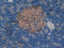 DAB staining on IHC-P; Samples: Mouse Pancreas Tissue; Primary Ab: 20µg/ml Rabbit Anti-Mouse TIMP4 Antibody Second Ab: 2µg/mL HRP-Linked Caprine Anti-Rabbit IgG Polyclonal Antibody