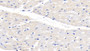 DAB staining on IHC-P; Samples: Bovine Cardiac Muscle Tissue;  Primary Ab: 20μg/ml Rabbit Anti-Bovine TIMP2 Antibody Second Ab: 2µg/mL HRP-Linked Caprine Anti-Rabbit IgG Polyclonal Antibody 