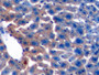 DAB staining on IHC-P; Samples: Mouse Liver Tissue; Primary Ab: 10µg/ml Rabbit Anti-Mouse TGFb1 Antibody Second Ab: 2µg/mL HRP-Linked Caprine Anti-Rabbit IgG Polyclonal Antibody