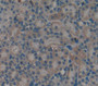 Transforming Growth Factor Alpha (Tgfa) Polyclonal Antibody, Cat#CAU28543