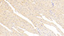 DAB staining on IHC-P. Samples: Mouse Tissue)