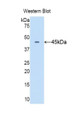 Western Blot; Sample: Recombinant protein.