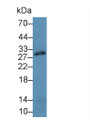 Western Blot; Sample: Rat Spleen lysate; ; Primary Ab: 6µg/ml Rabbit Anti-Rat CD40L Antibody; Second Ab: 0.2µg/mL HRP-Linked Caprine Anti-Rabbit IgG Polyclonal Antibody;