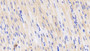 DAB staining on IHC-P; Samples: Porcine Cardiac Muscle Tissue;  Primary Ab: 20μg/ml Rabbit Anti-Porcine CD40L Antibody Second Ab: 2µg/mL HRP-Linked Caprine Anti-Rabbit IgG Polyclonal Antibody 