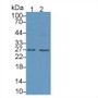 Western Blot; Sample: Lane1: Porcine Spleen lysate; Lane2: Porcine Pancreas lysate; Primary Ab: 1µg/mL Rabbit Anti-Porcine CD40L Ab; Second Ab: 0.2µg/mL HRP-Linked Caprine Anti-Rabbit IgG Polyclonal Antibody;