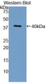 Western Blot; Sample: Recombinant protein.