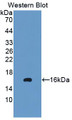 Western Blot; Sample: Recombinant protein.