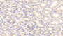 DABstainingonIHC-P.Samples:MouseTissue)