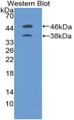 Western Blot; Sample: Recombinant protein.