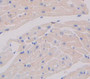 Placenta Growth Factor (Plgf) Polyclonal Antibody, Cat#CAU28580