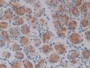 DAB staining on IHC-P; Samples: Human Stomach Tissue; Primary Ab: 10µg/ml Rabbit Anti-Human OSM Antibody Second Ab: 2µg/mL HRP-Linked Caprine Anti-Rabbit IgG Polyclonal Antibody