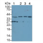 Western Blot; Sample: Lane1: Porcine Stomach lysate; Lane2: Porcine Pancreas lysate; Lane3: PC3 cell lysate; Lane4: A549 cell lysate; Primary Ab: 1μg/ml Rabbit Anti-Human NT4 Antibody; Second Ab: 0.2µg/mL HRP-Linked Caprine Anti-Rabbit IgG Polyclonal Antibody;