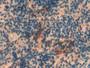 DAB staining on IHC-P; Samples: Mouse Spleen Tissue; Primary Ab: 20µg/ml Rabbit Anti-Rat MMP8 Antibody Second Ab: 2µg/mL HRP-Linked Caprine Anti-Rabbit IgG Polyclonal Antibody