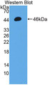 Western Blot; Sample: Recombinant protein.