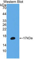 Western Blot; Sample: Recombinant protein.