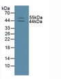 Western Blot; Sample: Mouse Skin Tissue.