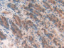 DAB staining on IHC-P; Samples: Rat Stomach Tissue