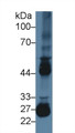 Western Blot; Sample: Mouse Testis lysate; Primary Ab: 2µg/ml Rabbit Anti-Mouse MMP10 Antibody Second Ab: 0.2µg/mL HRP-Linked Caprine Anti-Rabbit IgG Polyclonal Antibody