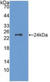 Western Blot; Sample: Recombinant MCSF, Mouse.