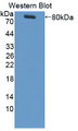 Western Blot; Sample: Recombinant protein.